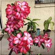 desert rose bush